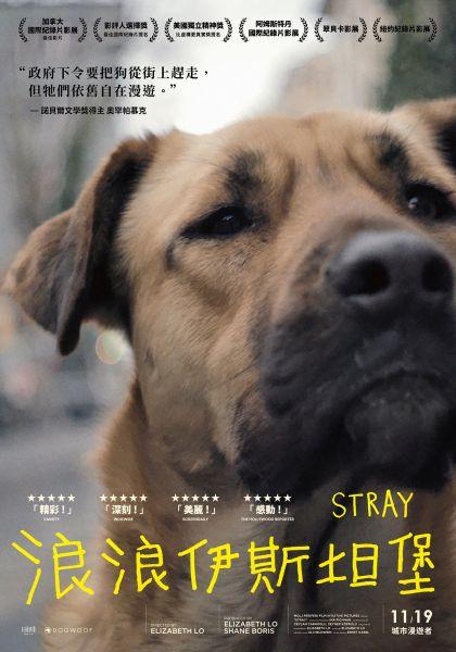 浪浪伊斯坦堡Stray